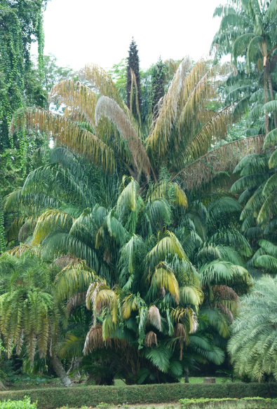 Hari Keanekaragaman Hayati Internasional, Ayo Kita Jaga Flora dan Fauna Terancam Punah Ini