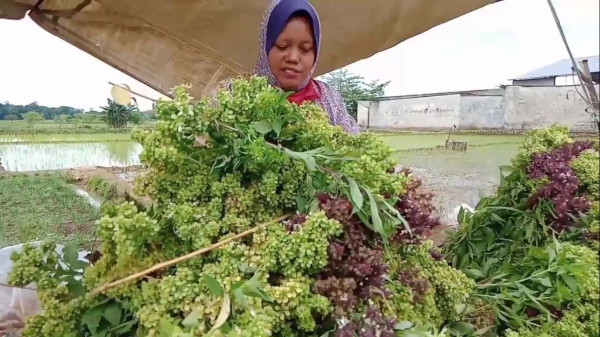 Musim Nyekar, Waktunya Petani Bunga Selasih Untung Besar