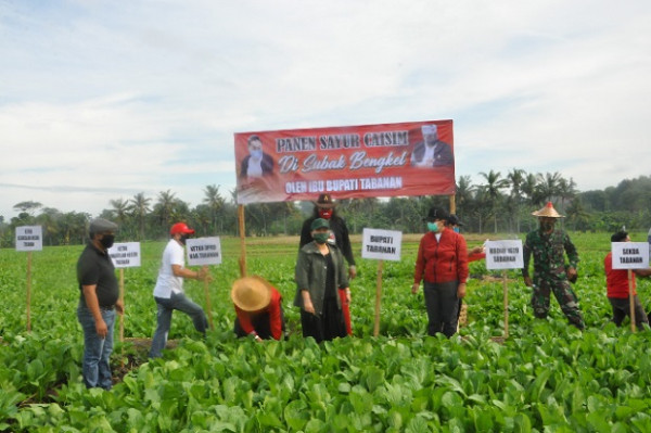Peduli Petani saat COVID-19, Bupati Tabanan Borong 10 Ton Sayur Hasil Panen