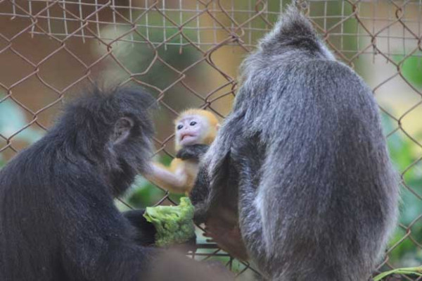 Si Remon yang Menggemaskan, Bayi Lutung Lahir di Kebun Binatang Bandung