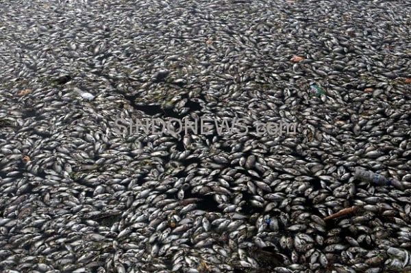 Ribuan Ikan di Waduk SIER Surabaya Mati Mendadak, Ada Apa?