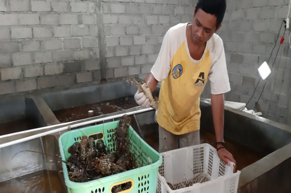 Menikmati Lobster di Pantai Timang, Rasanya Bikin Turis Ketagihan