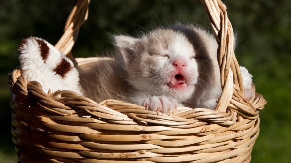 Ketemu Bayi Kucing tanpa Induk? Ini Tips Merawatnya