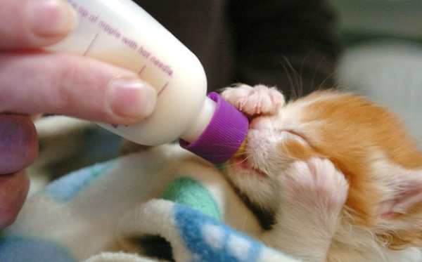 Ketemu Bayi Kucing tanpa Induk? Ini Tips Merawatnya