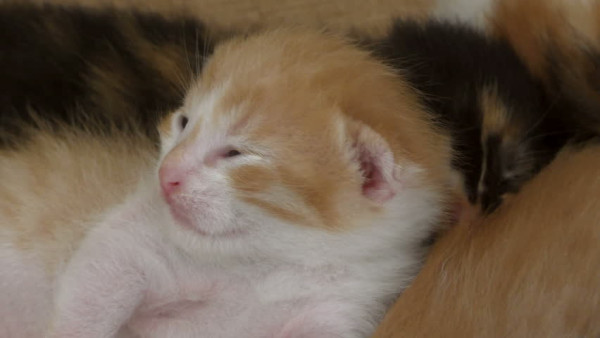 Ketemu Bayi Kucing tanpa Induk? Ini Tips Merawatnya