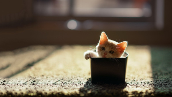 Ketemu Bayi Kucing tanpa Induk? Ini Tips Merawatnya