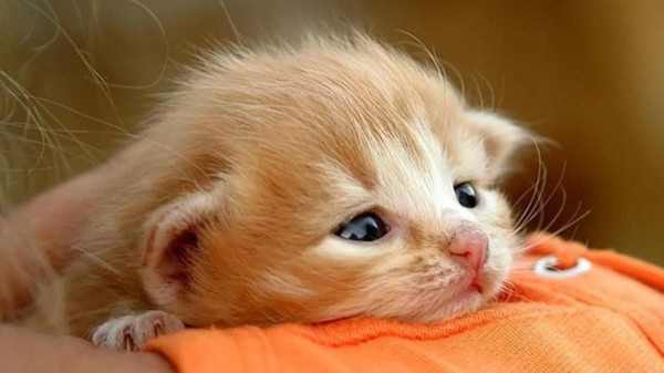 Ketemu Bayi Kucing tanpa Induk? Ini Tips Merawatnya