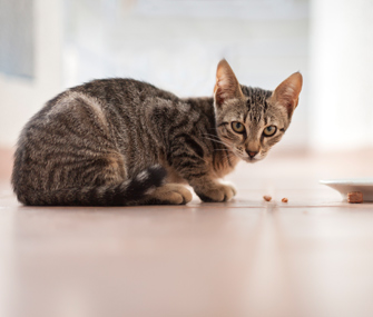 Jenis-Jenis Kucing Paling Populer di Indonesia