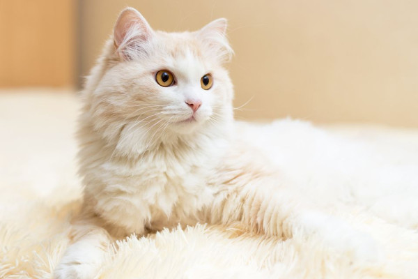 Jenis-Jenis Kucing Paling Populer di Indonesia