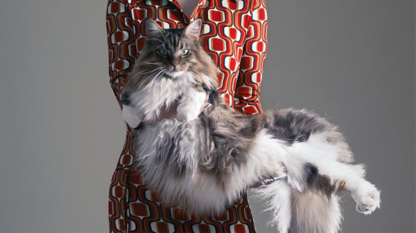 Jenis-Jenis Kucing Paling Populer di Indonesia