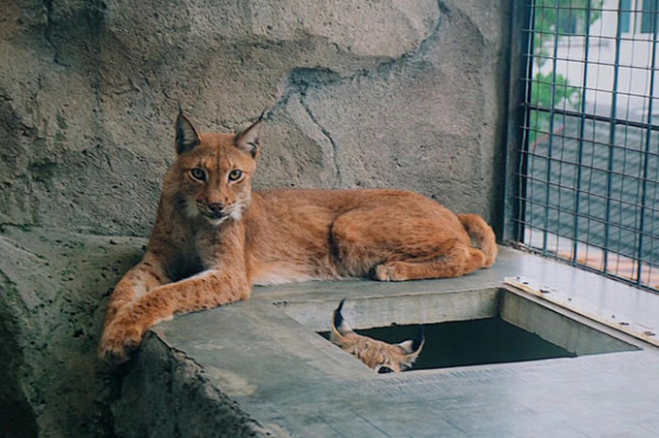 Awalnya Hobi, Kini Fardhan Raup Keuntungan dari Ternak Exotic Wild Cat