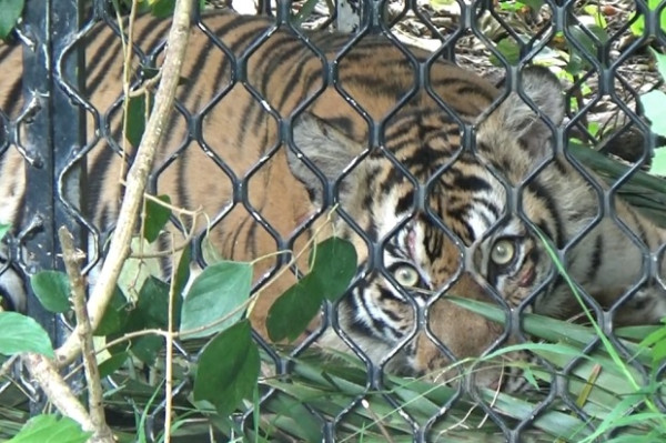 Diberi Umpan Kambing, Seekor Harimau Sumatera Masuk Perangkap BKSDA