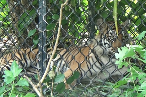 Diberi Umpan Kambing, Seekor Harimau Sumatera Masuk Perangkap BKSDA