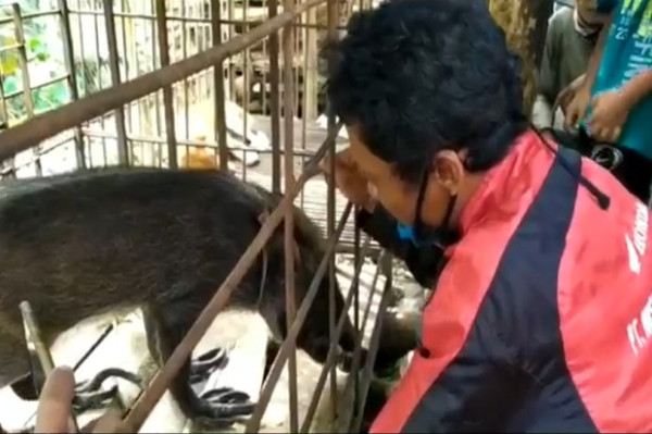 Babi Hutan Berkaki Aneh, hanya Mau Makan Nasi Minum Kopi dan Teh