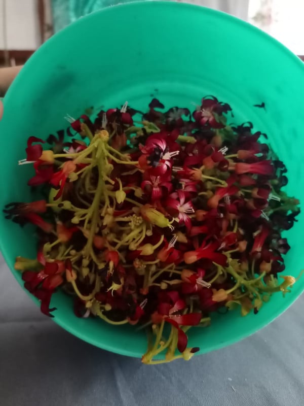 Selain Obat Batuk, Bunga Belimbing Wuluh Bisa Hambat Bakteri Berbagai Penyakit