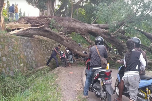 Jalan Tertutup Pohon Tumbang, Akses Trans Flores Lumpuh selama 12 Jam