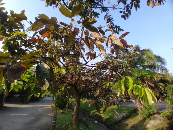 Begini Hasil Foto Triple Camera Samsung Galaxy M11