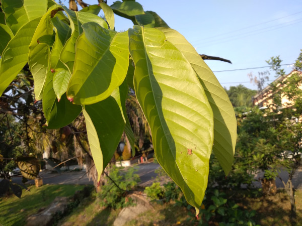 Begini Hasil Foto Triple Camera Samsung Galaxy M11