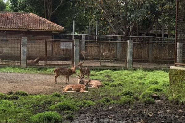 Kebun Binatang Bandung Pastikan Tak Ada Transmisi Virus Corona