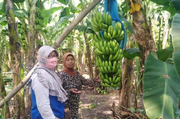 Budidaya Pisang Cavendish, Asa di Tengah Pandemi COVID-19