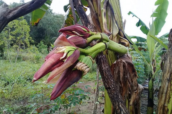Unik, Pohon Pisang Ambon di Bangka Ini Bercabang 2 dengan 5 Jantung