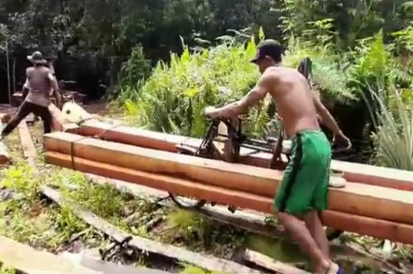 Oknum Aparat Terlibat Pembalakan Hutan di Kalbar, 10 Warga Ditangkap