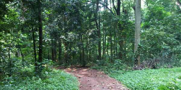 Mau Sepedaan? Ini Rekomendasi Hutan Kota yang Asyik Buat Gowes