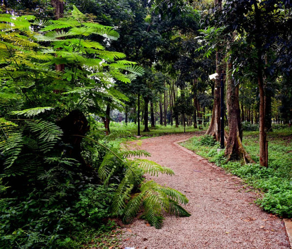 Hutan Kota di Jabodetabek yang Bagus Buat Jadi Spot Foto