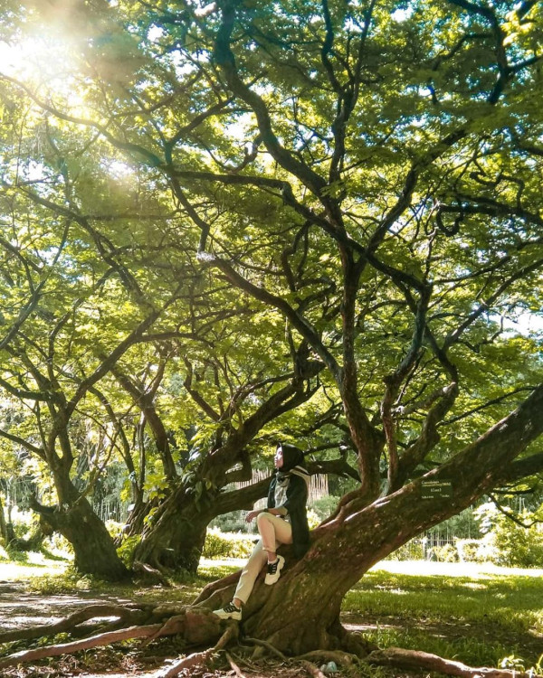 Hutan Kota di Jabodetabek yang Bagus Buat Jadi Spot Foto