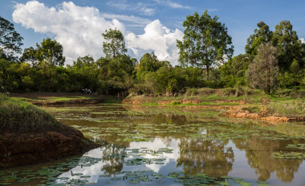 5 Hutan kota Paling Keren di Dunia, dari Singapura sampai Kenya