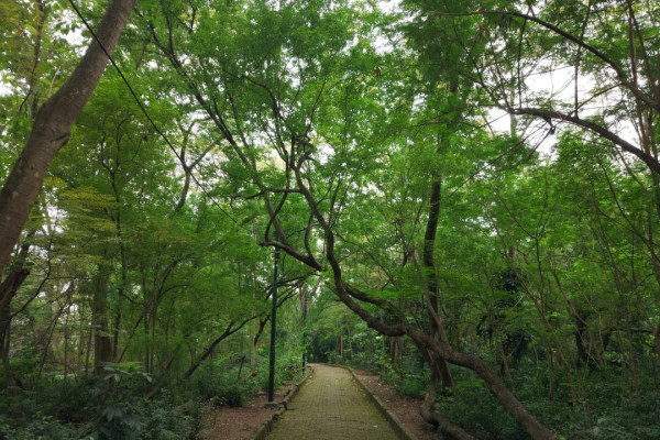 Inilah 5 Hutan Kota Terfavorit Warga Jabodetabek
