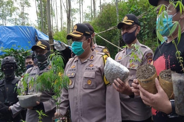 Polres Cimahi Ungkap 1 Hektare Ladang Ganja di Tengah Hutan