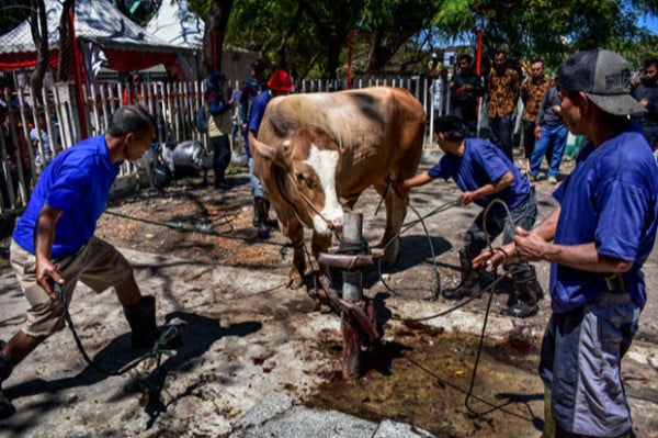 Begini Protokol Kesehatan Salat Idul Adha dan Pemotongan Hewan Kurban di Bogor