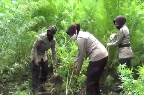 Aksi Polwan Cantik yang Obrak-Abrik 20 Hektare Ladang Ganja di Aceh