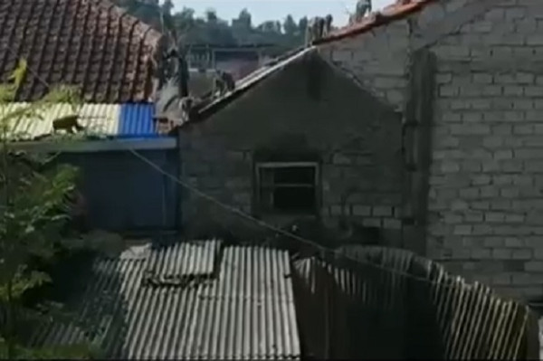 Kawanan Monyet Turun Gunung, Rusak Atap Rumah Warga di Lembang
