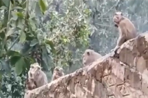 Kawanan Monyet Turun Gunung, Rusak Atap Rumah Warga di Lembang