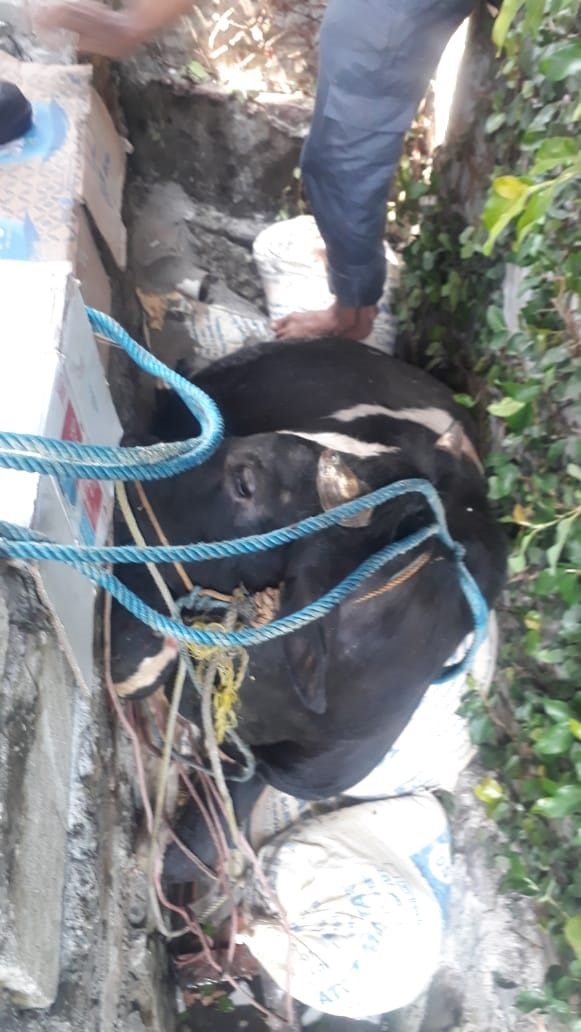 Jatuh ke Got, Petugas Damkar Jaktim Evakuasi Sapi Kurban Berbobot 250 Kilogram