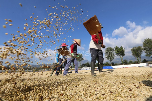 Cerita di Balik Nikmatnya Secangkir Kopi Arabika Jampit