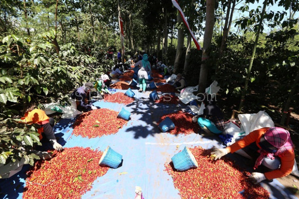 Cerita di Balik Nikmatnya Secangkir Kopi Arabika Jampit