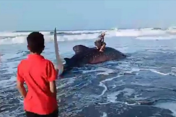 Hiu Tutul Mati Terdampar di Pantai, Warga Ramai-Ramai Potong Dagingnya
