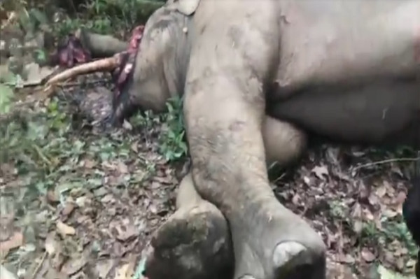 Tangkap 2 Pembunuh Gajah Liar Polisi, Sita Gading dan Senjata Api serta Amunisi