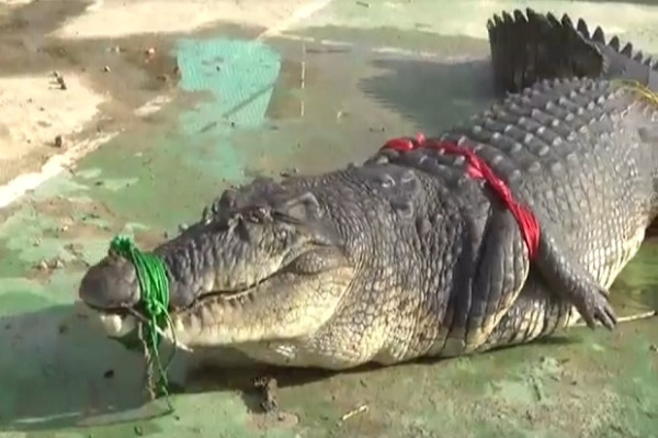 Terkam Warga, Buaya Sungai Kayu Besi Seberat 500 Kg Bakal Dipotong