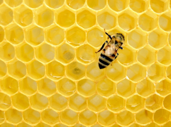 Inilah Keunikan Tempat Wisata Bandung Bee Sanctuary, Produk Entrepreneur Unpad