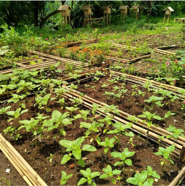 Inilah Keunikan Tempat Wisata Bandung Bee Sanctuary, Produk Entrepreneur Unpad