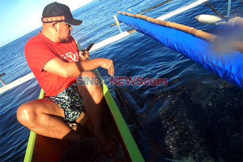 Sensasi Berenang Bersama Hiu Paus di Bone Bolango Gorontalo