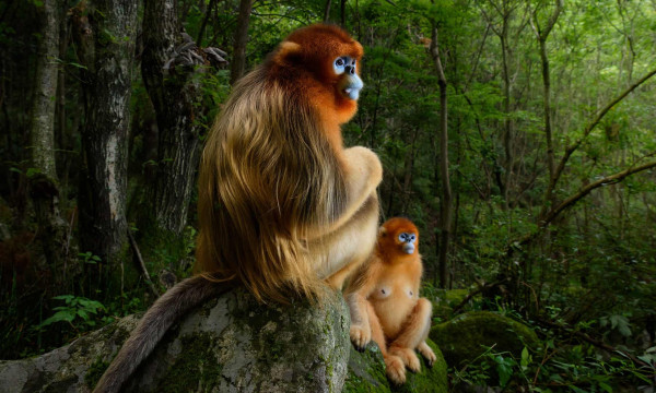 Wildlife Photographer, Menjaga Alam lewat Jepretan Kamera