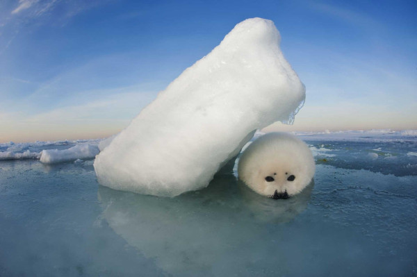 Wildlife Photographer, Menjaga Alam lewat Jepretan Kamera