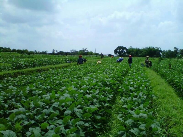 Konsisten dalam Bina Mitra, Hutama Karya Dorong UMKM Naik Kelas