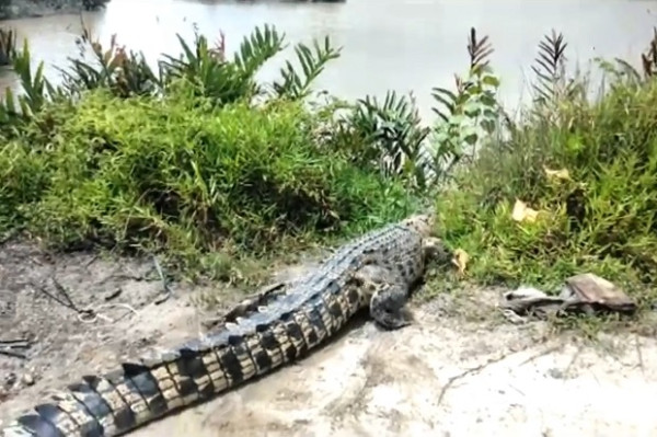Ngeri, Buaya Sepanjang 3,3 Meter Ini Nyaris Terkam Anak-anak