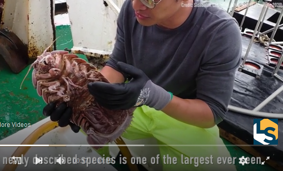 Kenalkan, Ini Bathynomus